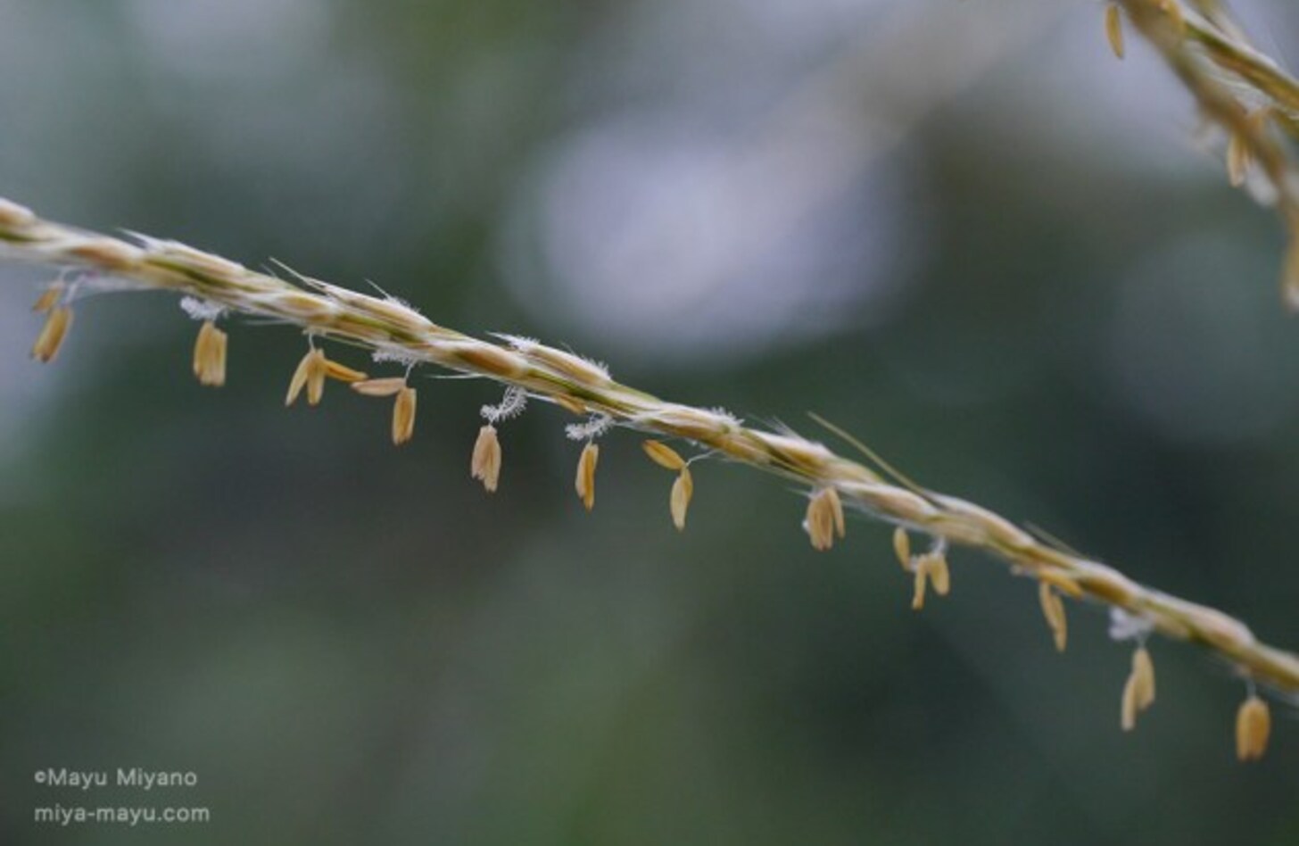 ススキ 花