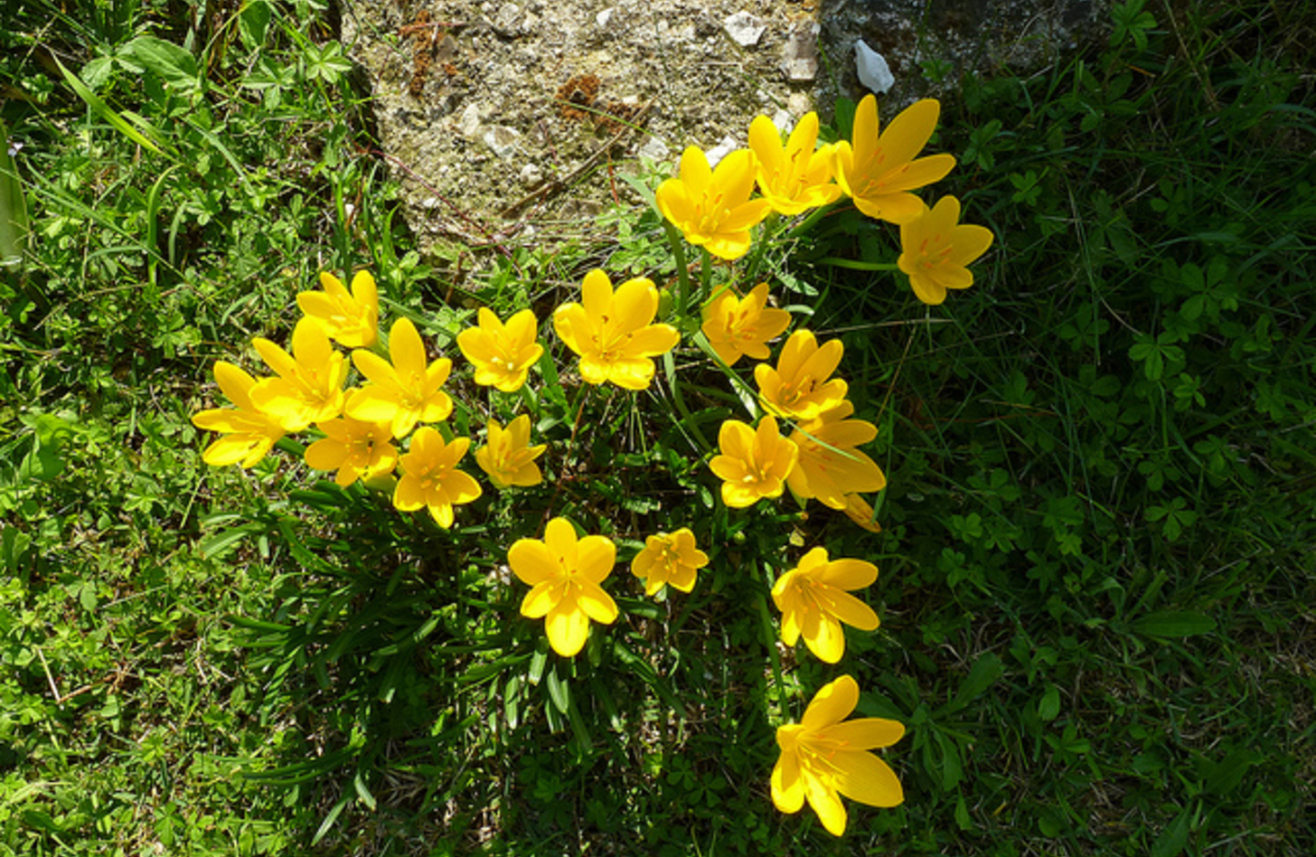 ステルンベルギア 花