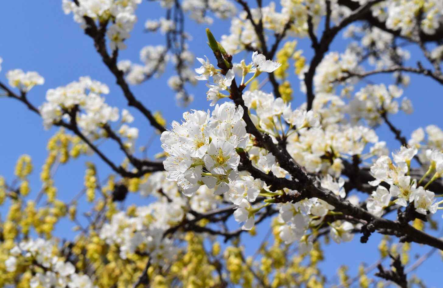 スモモ 花