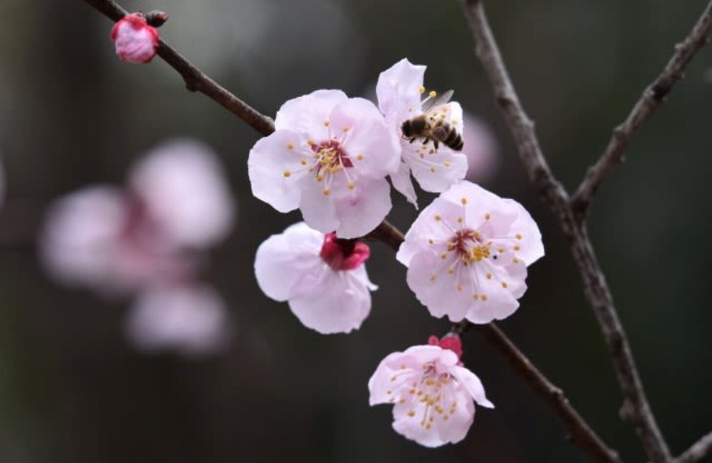 スモモ 花