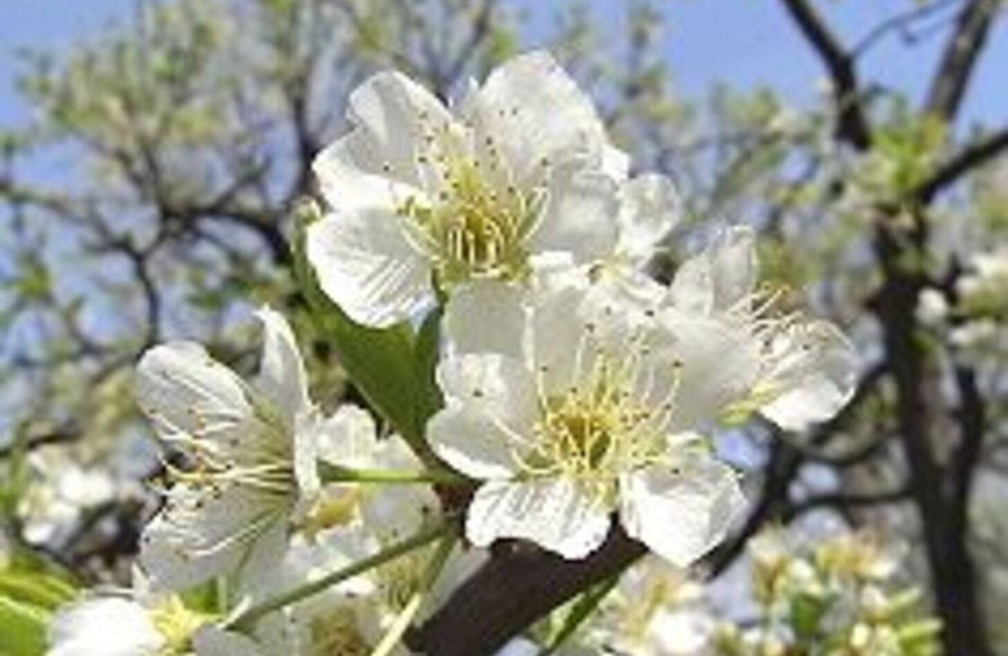 スモモ 花言葉