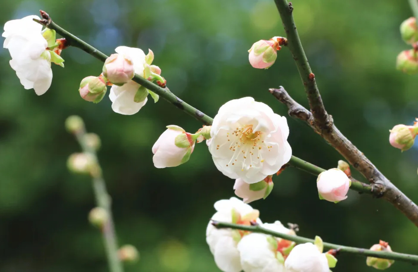 スモモ 花言葉