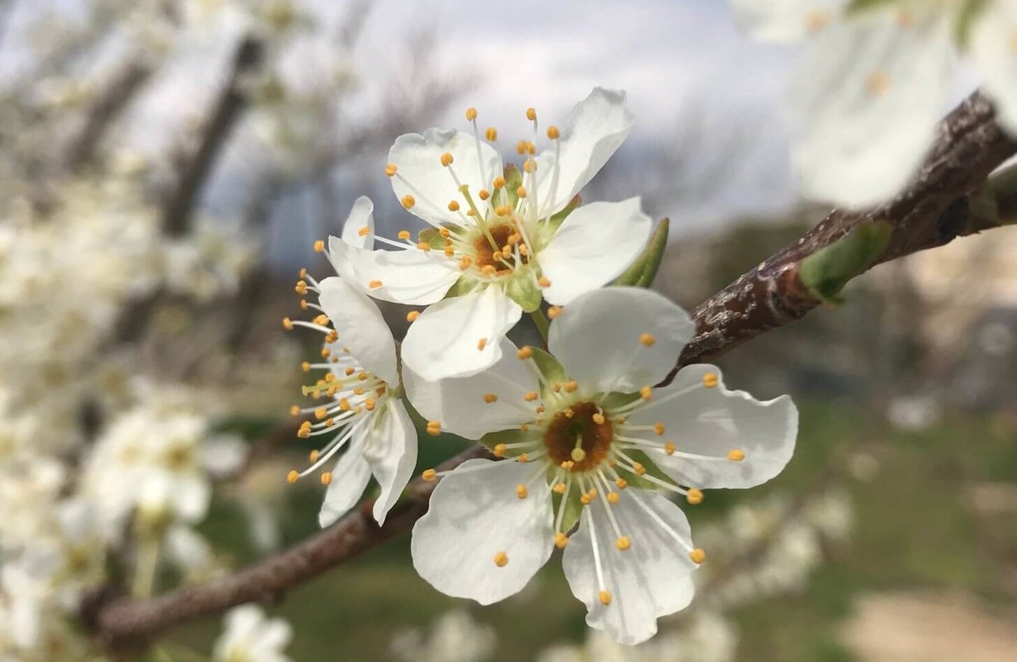 スモモ 花言葉