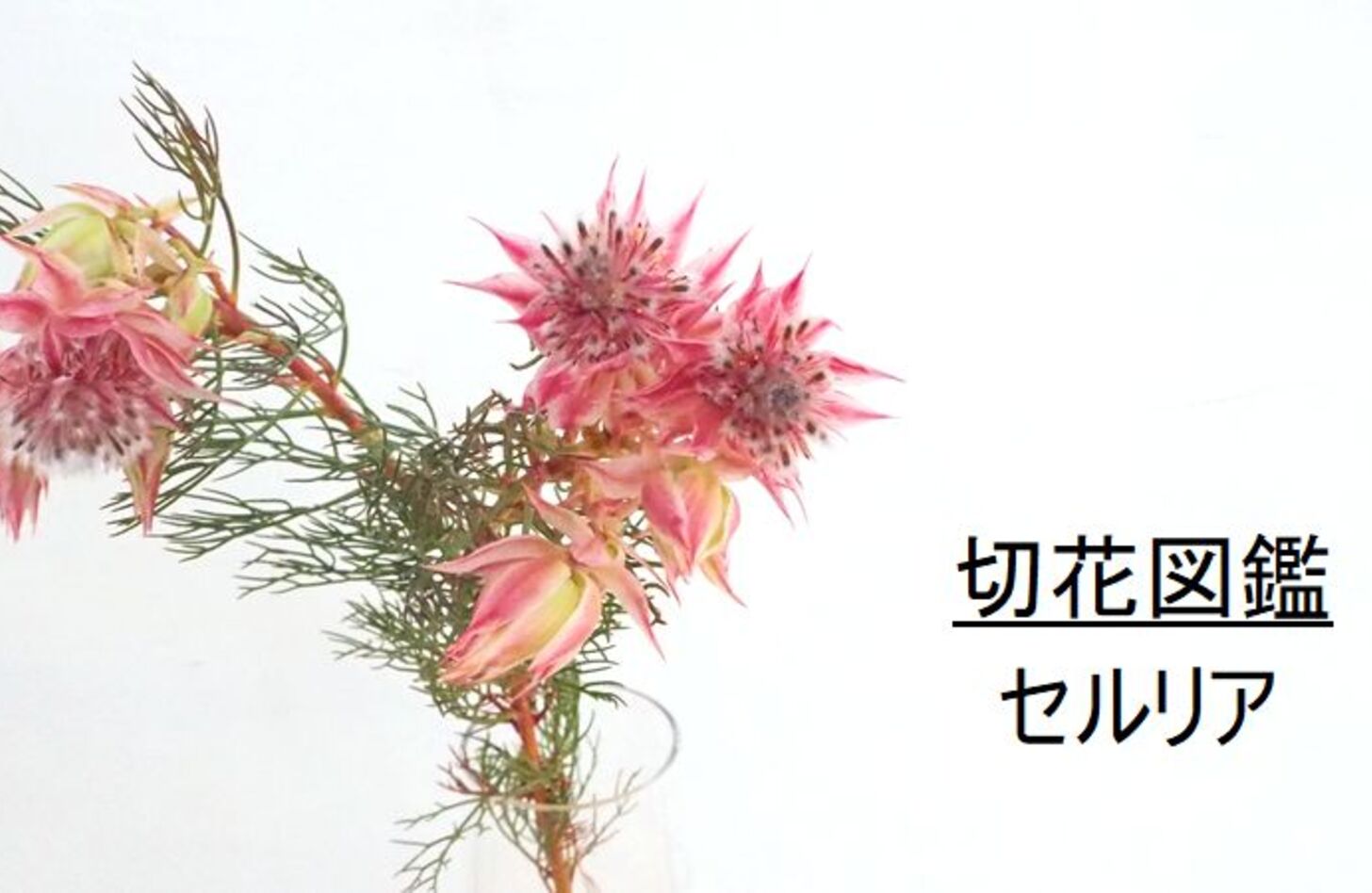 セルリア 花