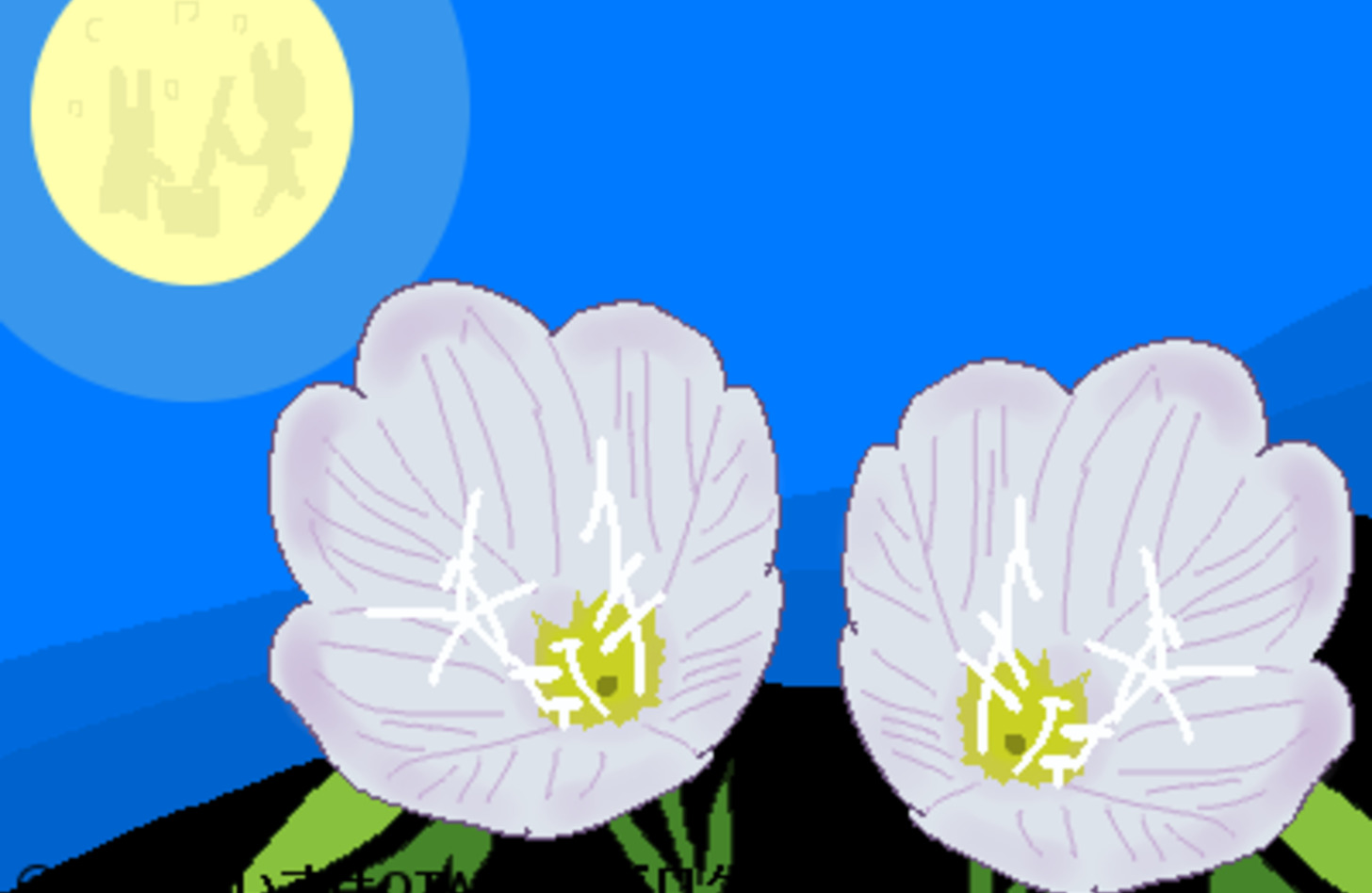 ツキミソウ 花