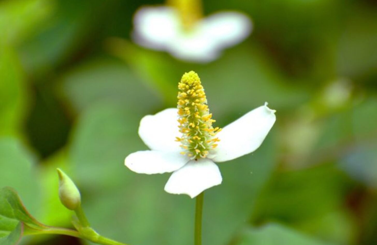 ドクダミ 花言葉