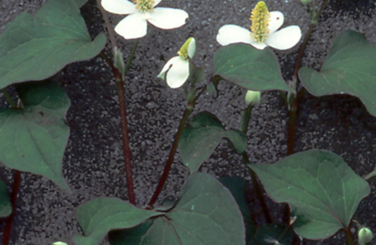 ドクダミ 花言葉