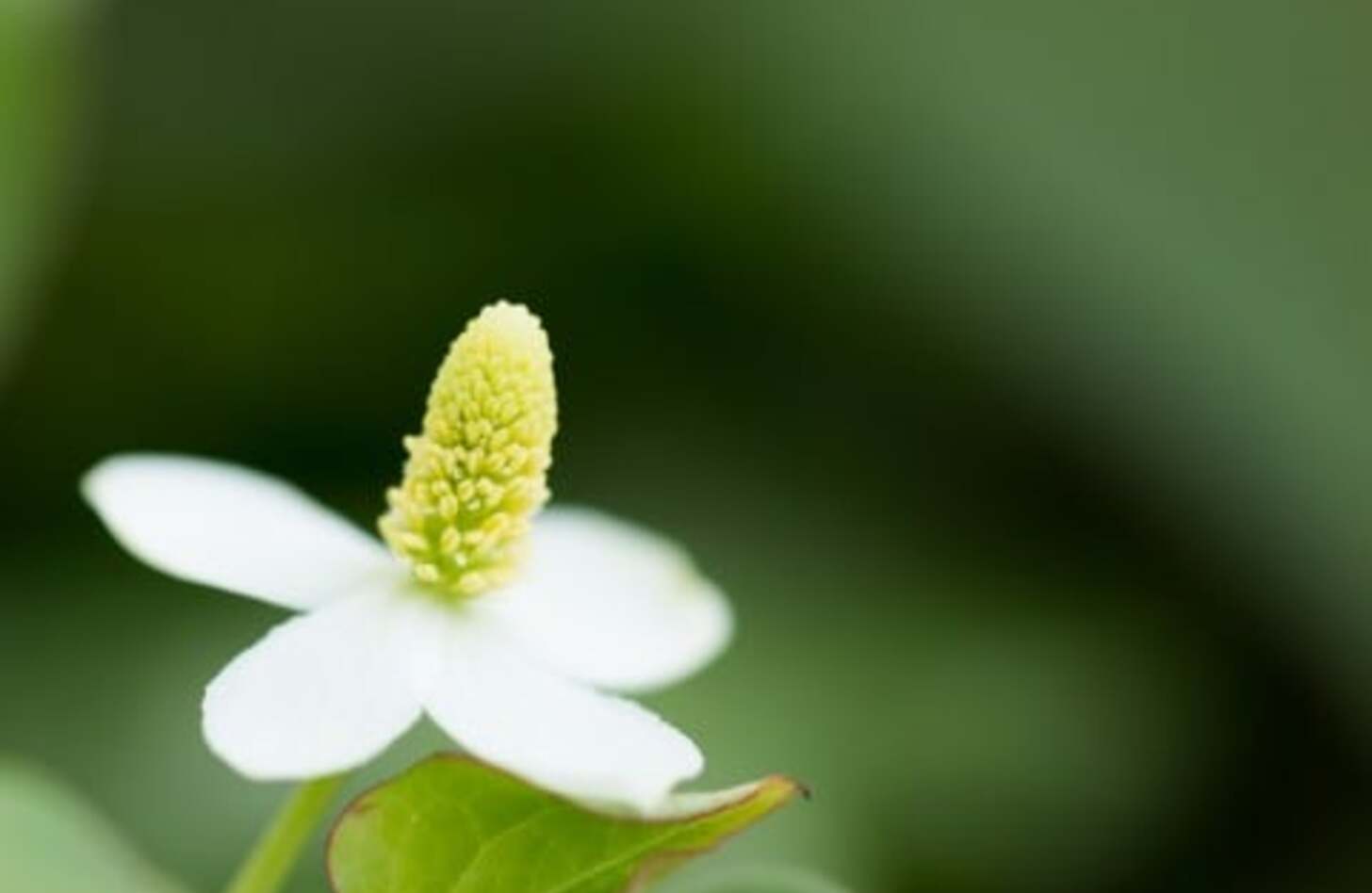 ドクダミ 花言葉