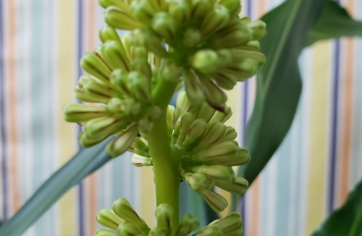 ドラセナ 花