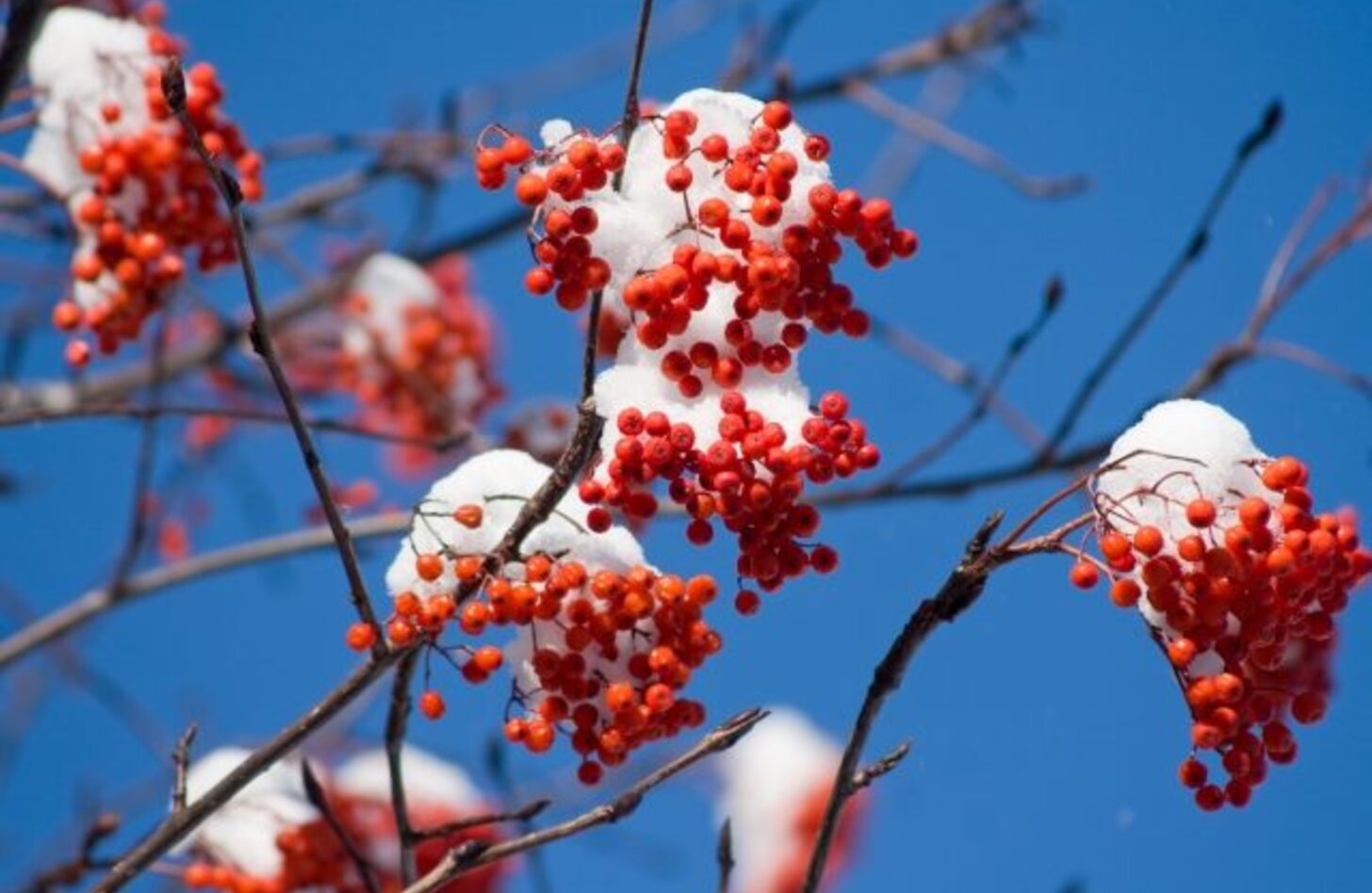 ナナカマド 花言葉