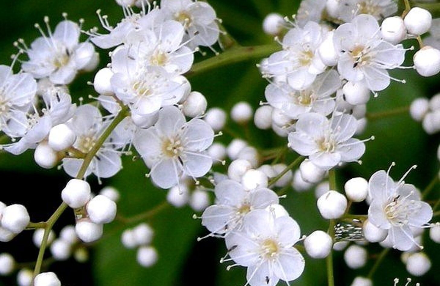 ナナカマド 花言葉