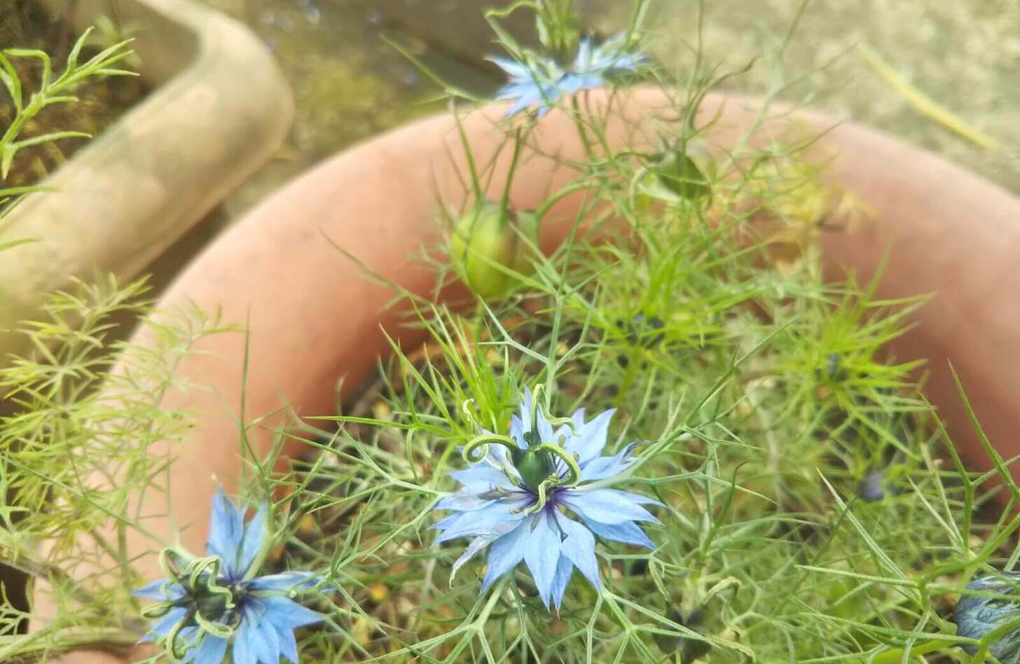 ニゲラ 花