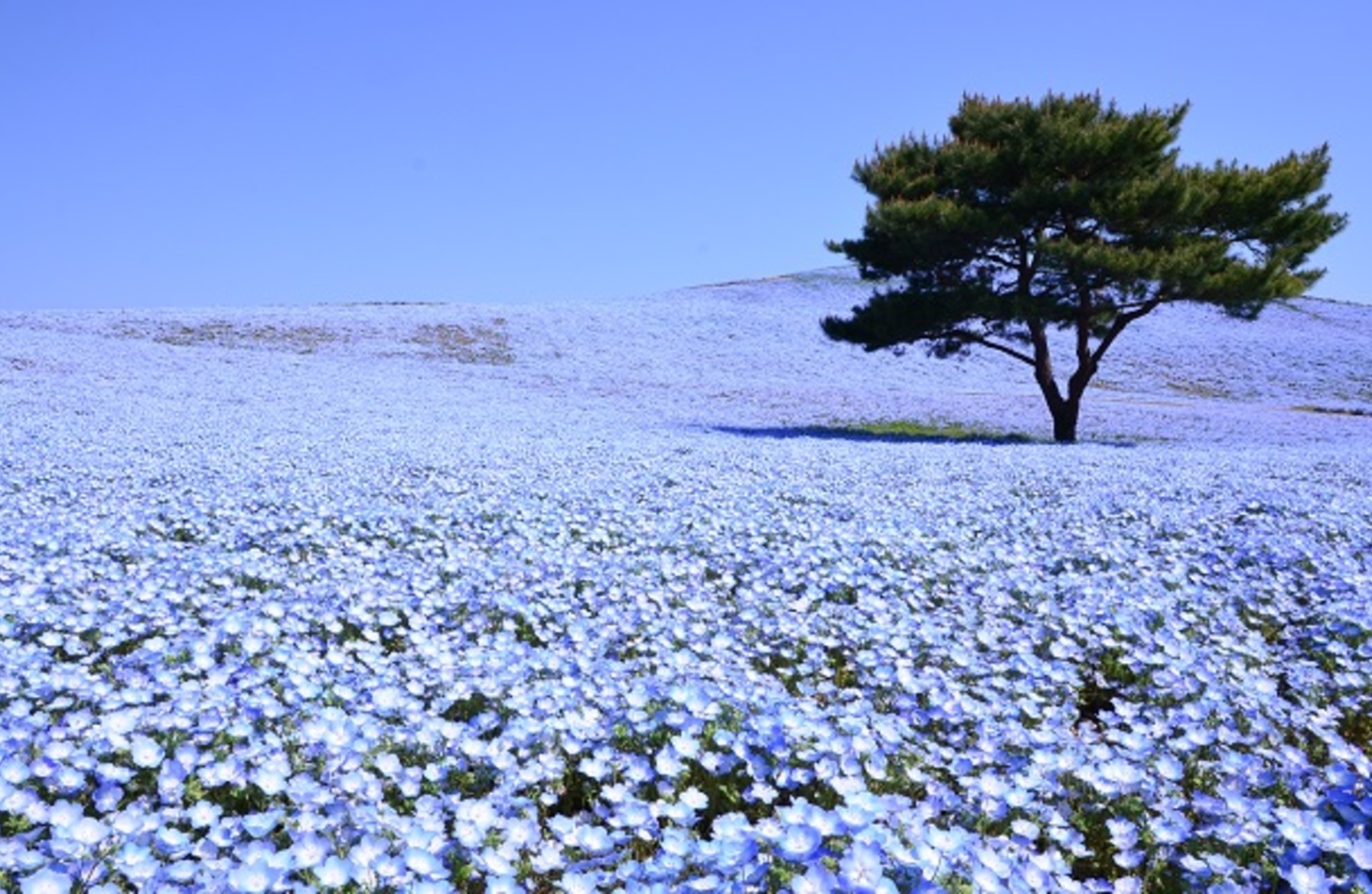 ネモフィラ 花言葉