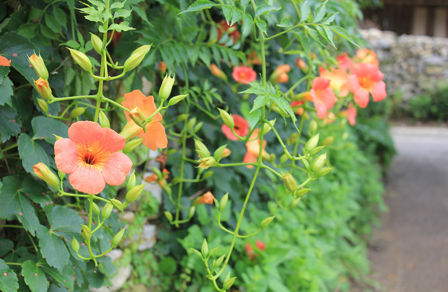 ノウゼンカズラ 花