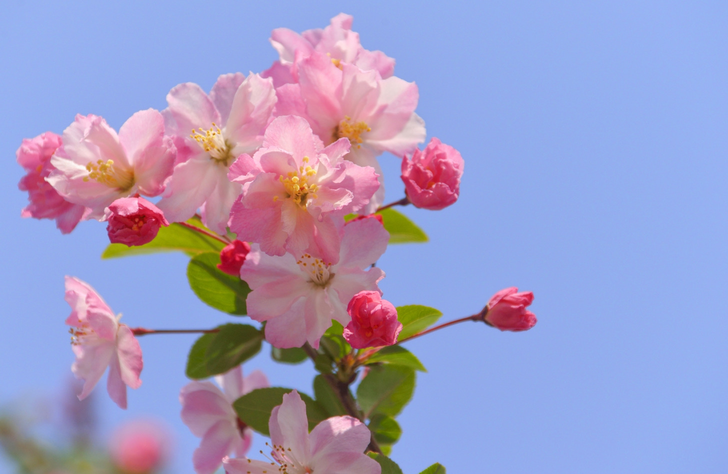 ハナカイドウ 花