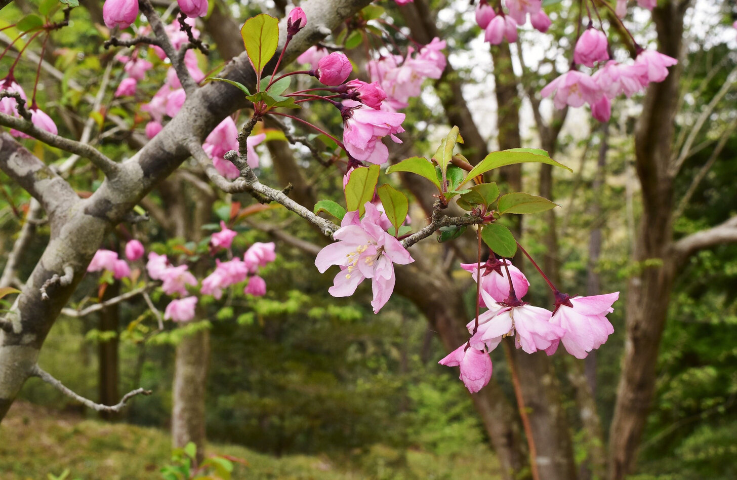 ハナカイドウ 花