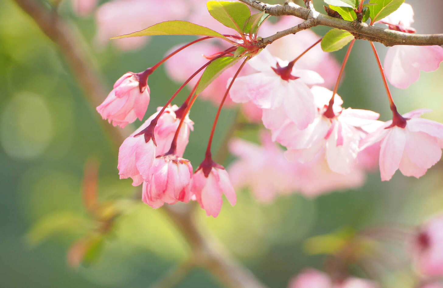 ハナカイドウ 花