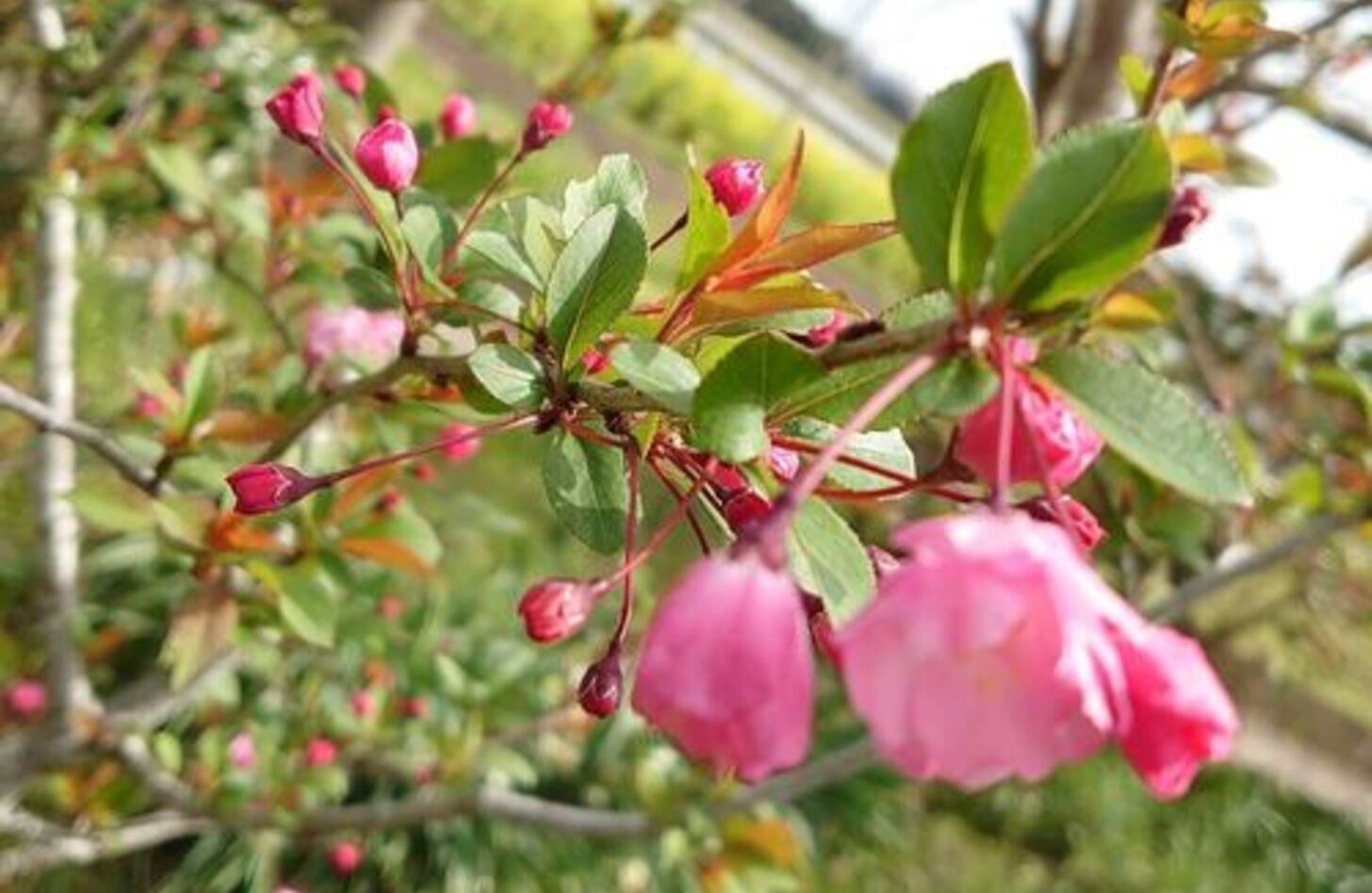 ハナカイドウ 花言葉