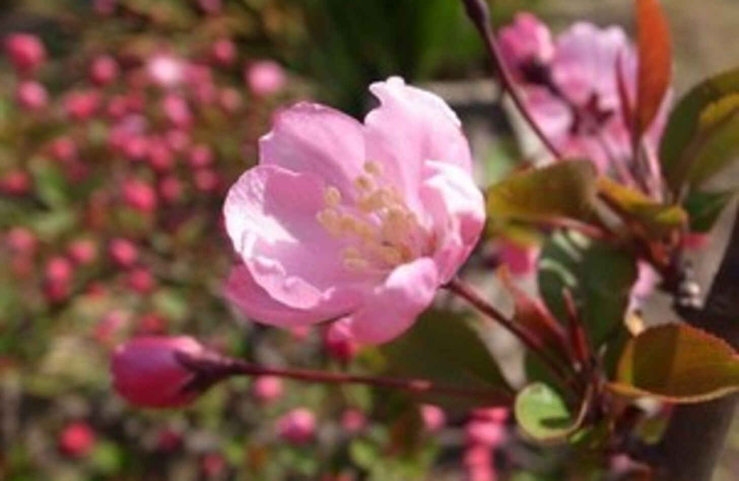 ハナカイドウ 花言葉