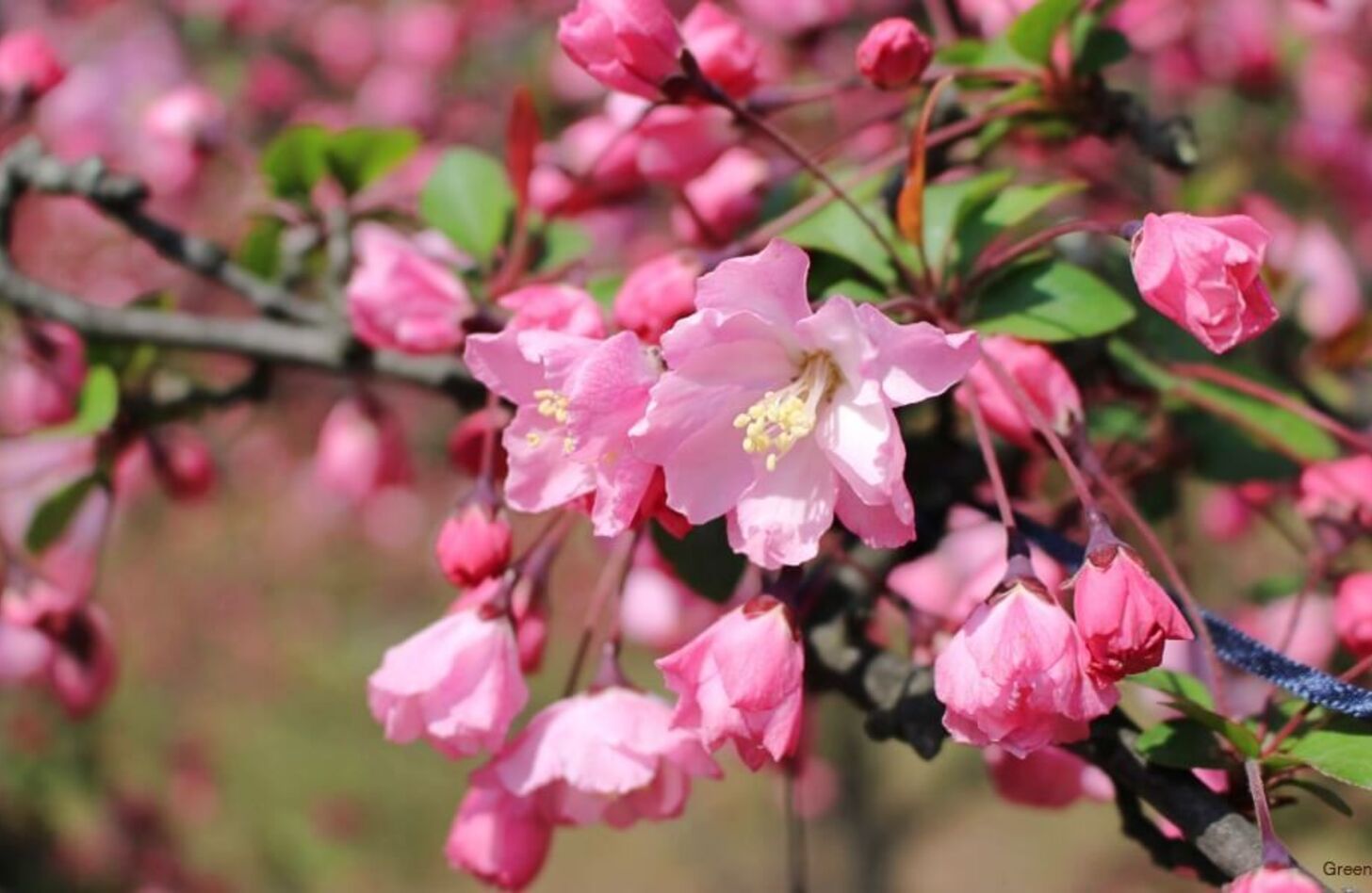 ハナカイドウ 花言葉