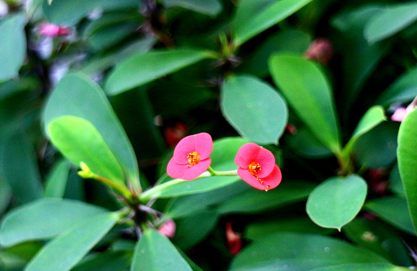 ハナキリン 花