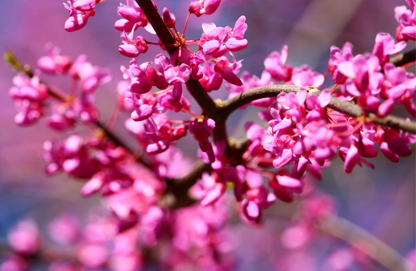 ハナズオウ 花