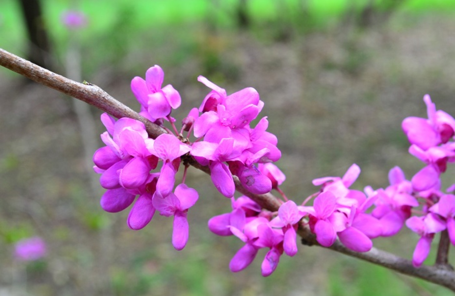 ハナズオウ 花