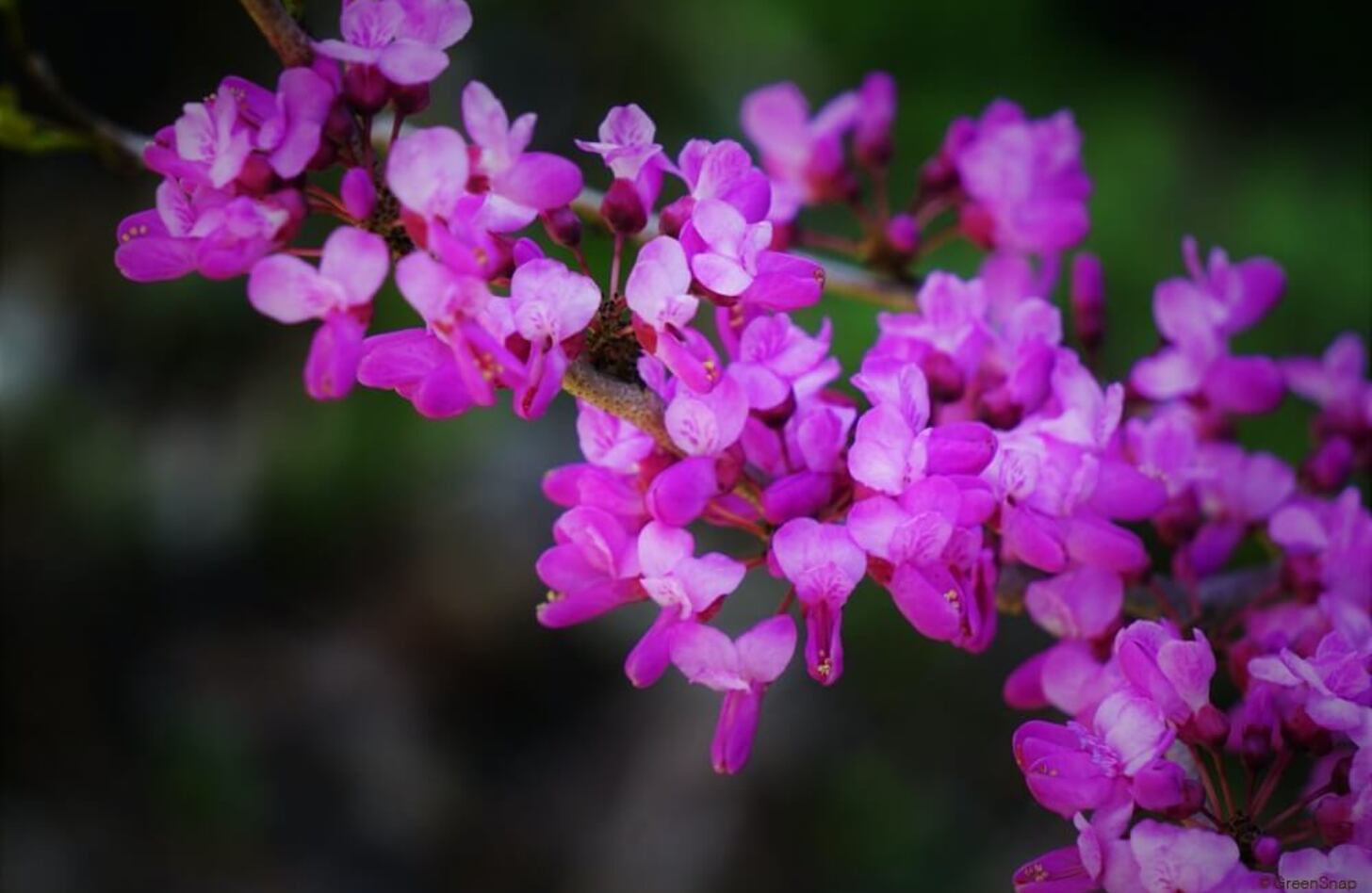 ハナズオウ 花