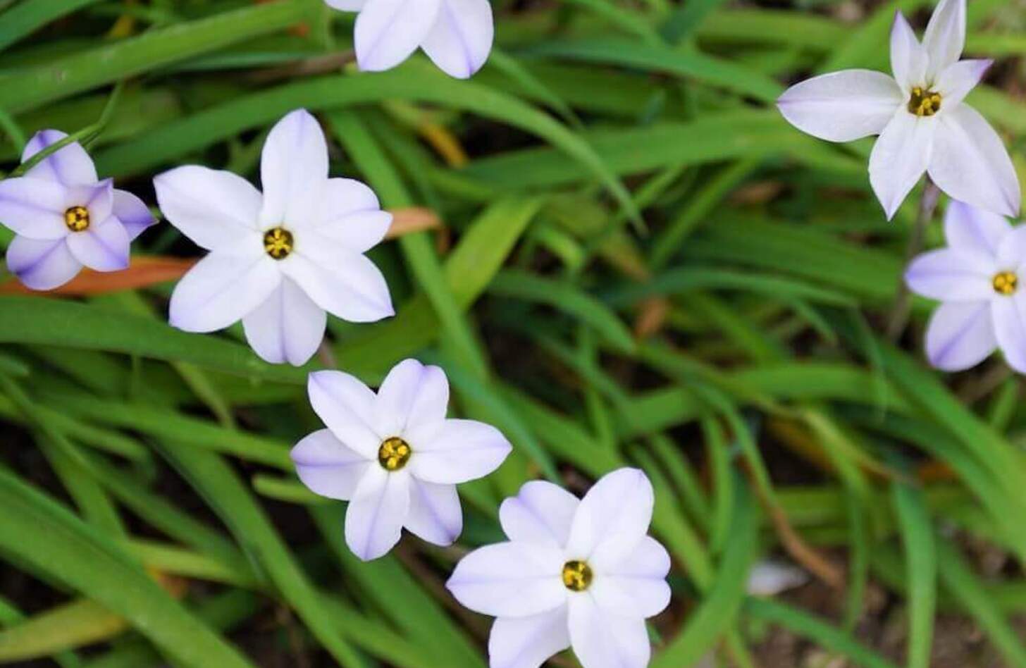 ハナニラ 花