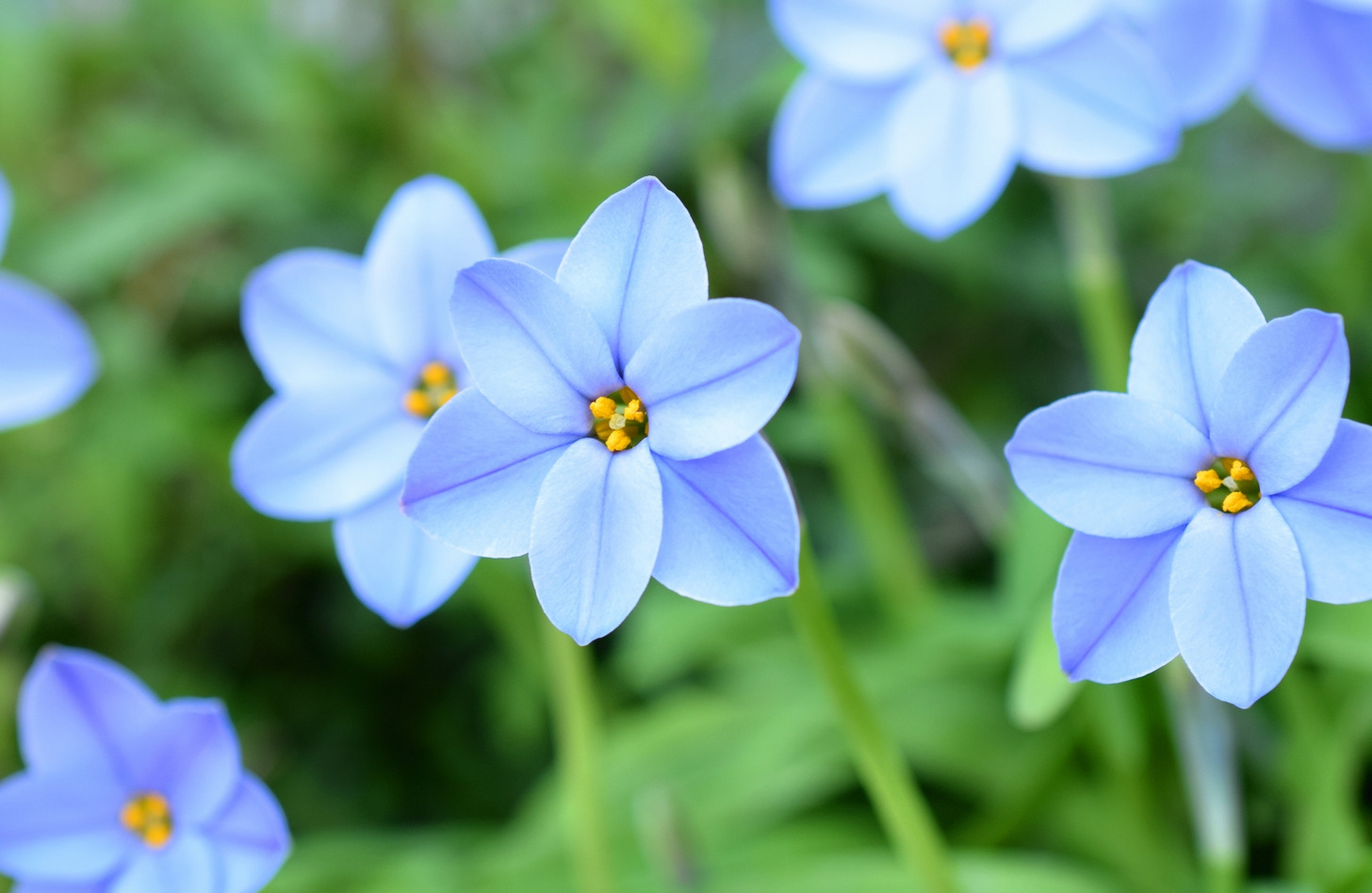 ハナニラ 花