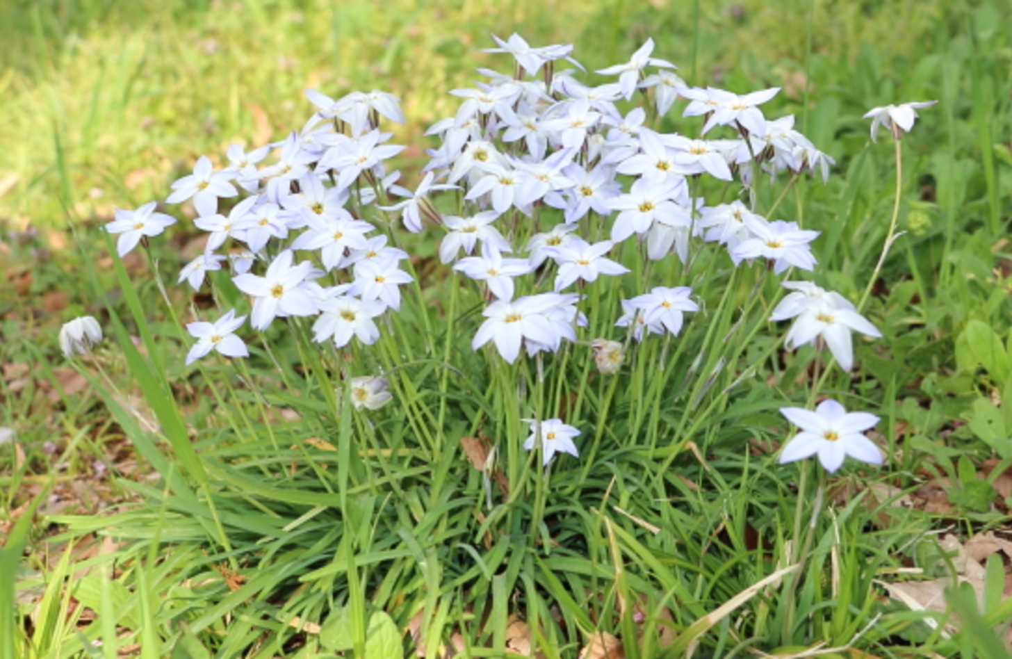 ハナニラ 花