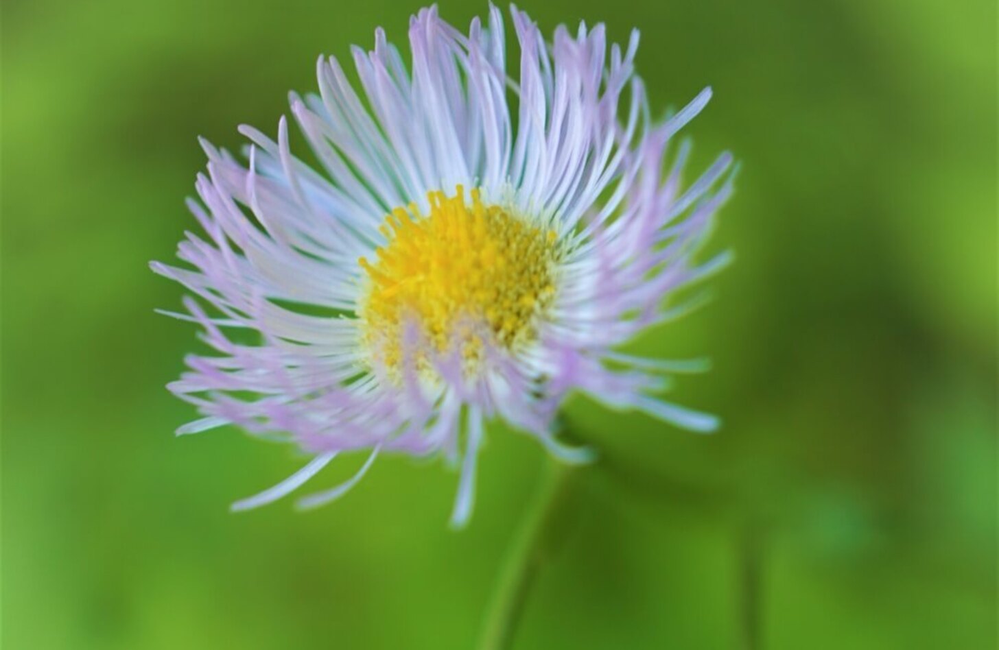 ハルジオン 花言葉