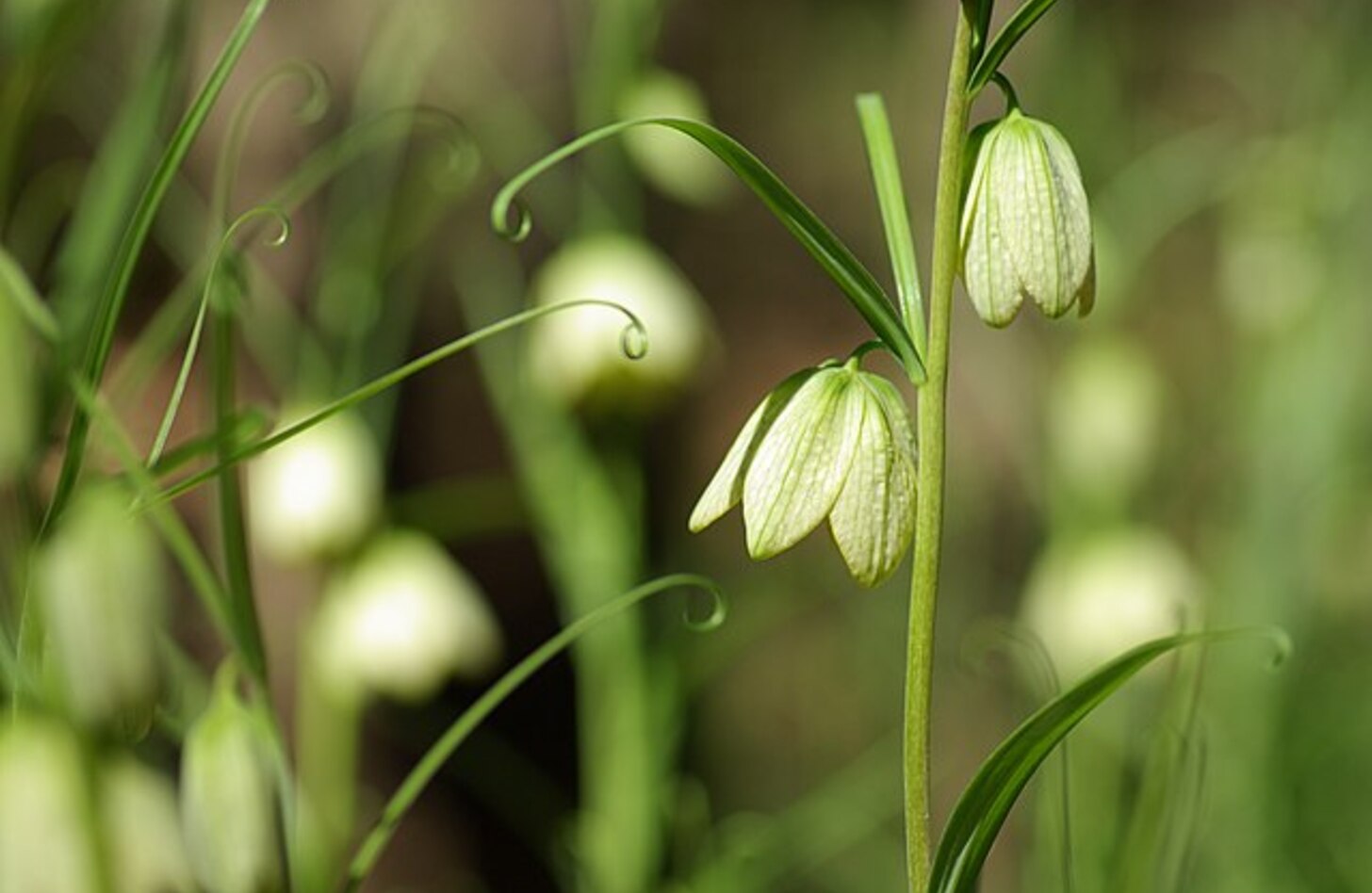 バイモ 花