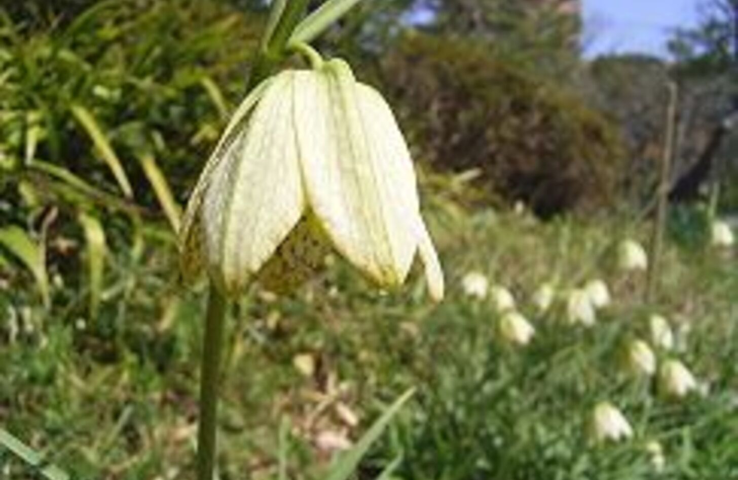 バイモ 花