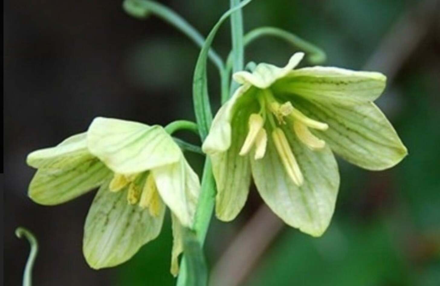 バイモ 花言葉