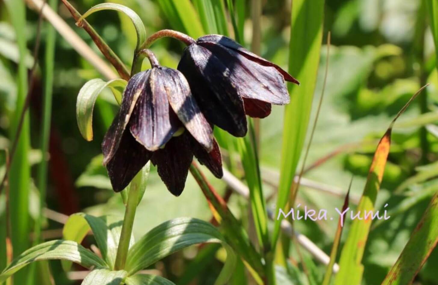 バイモ 花言葉