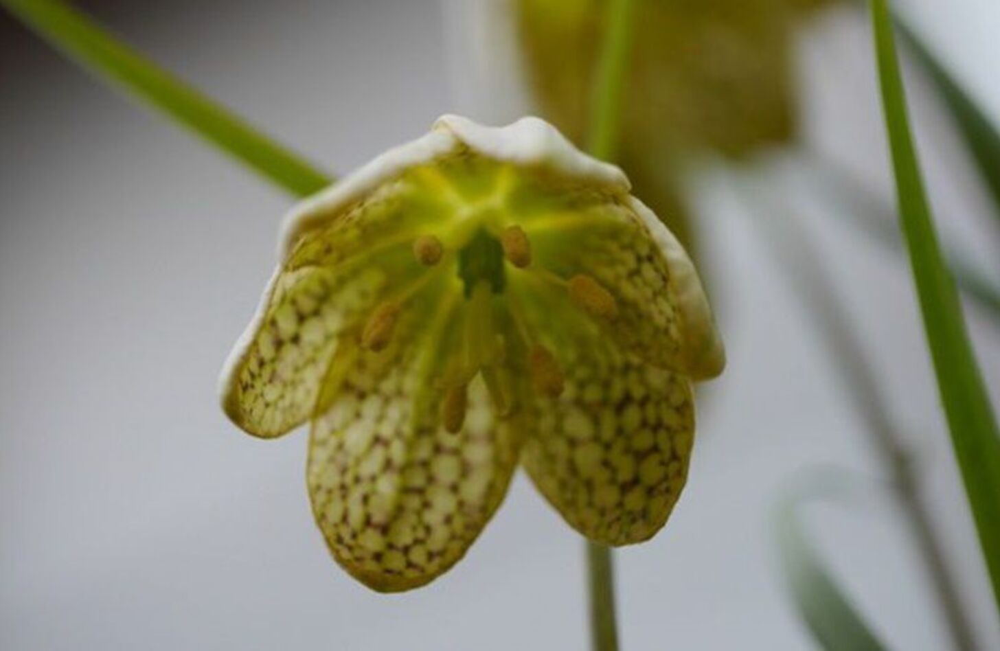 バイモ 誕生花