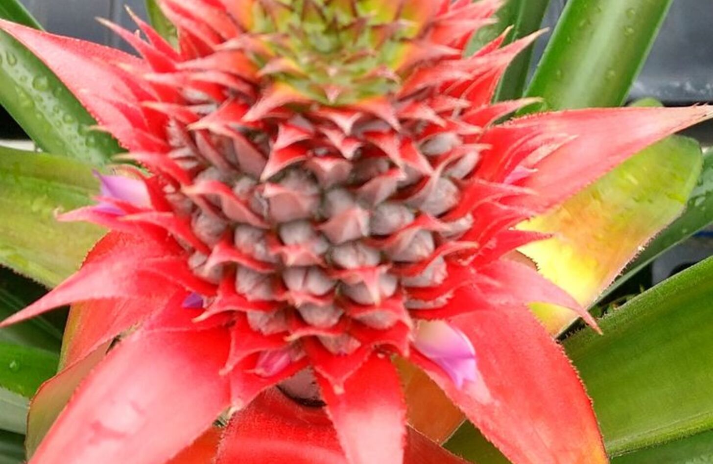 パイナップル 花