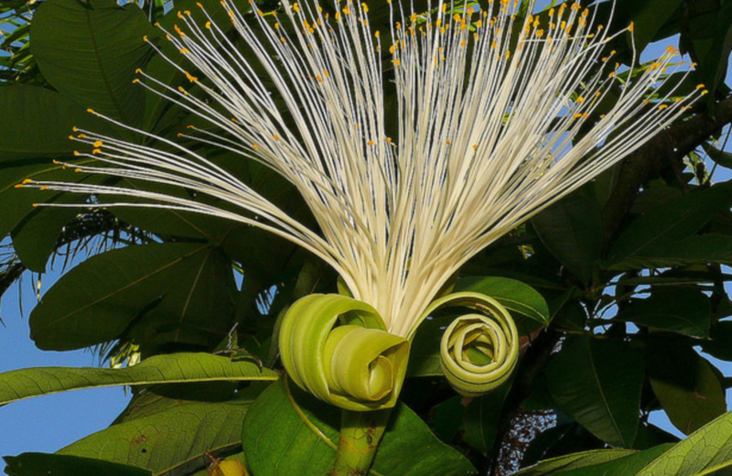 パキラ 花