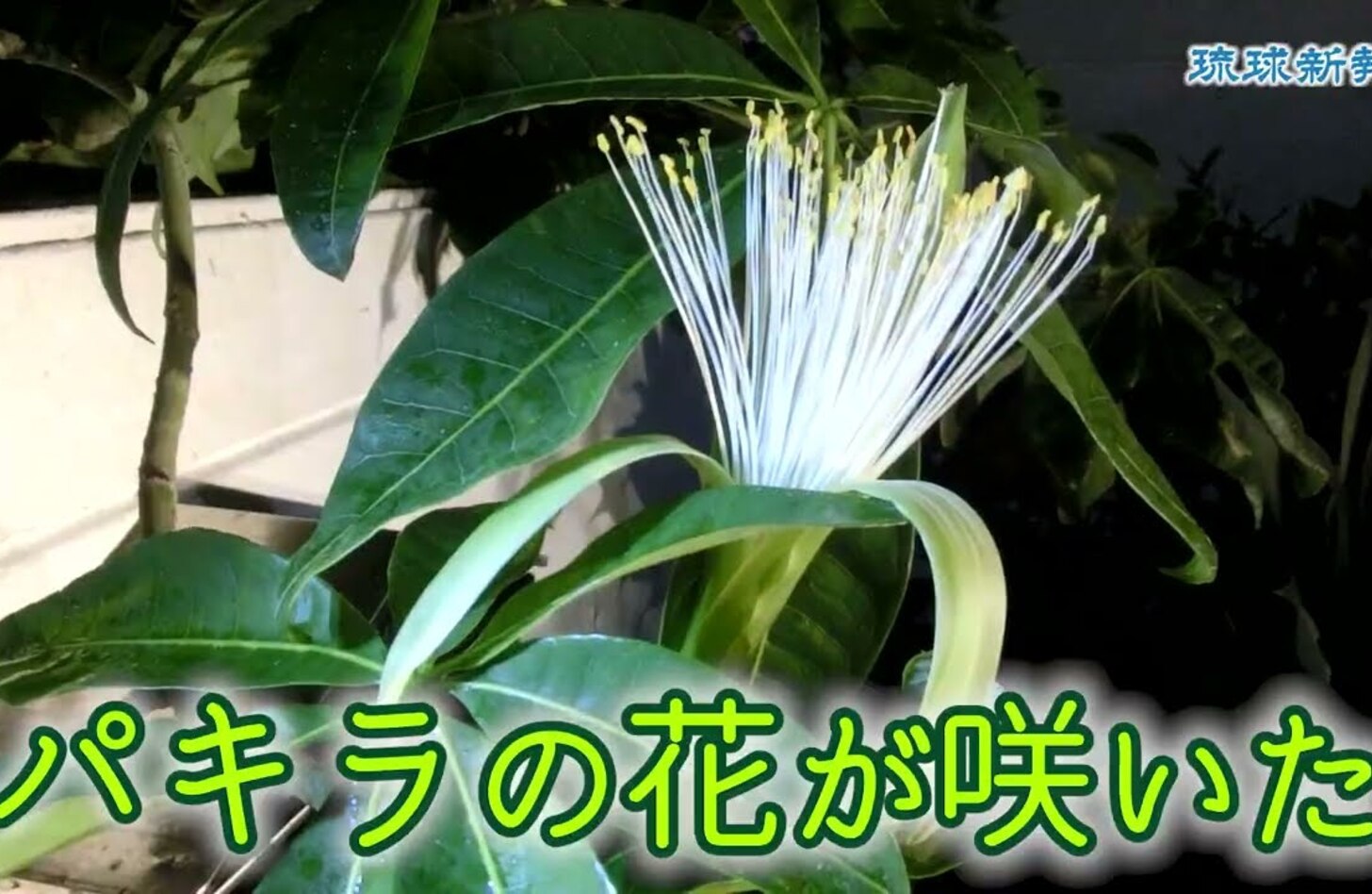 パキラ 花