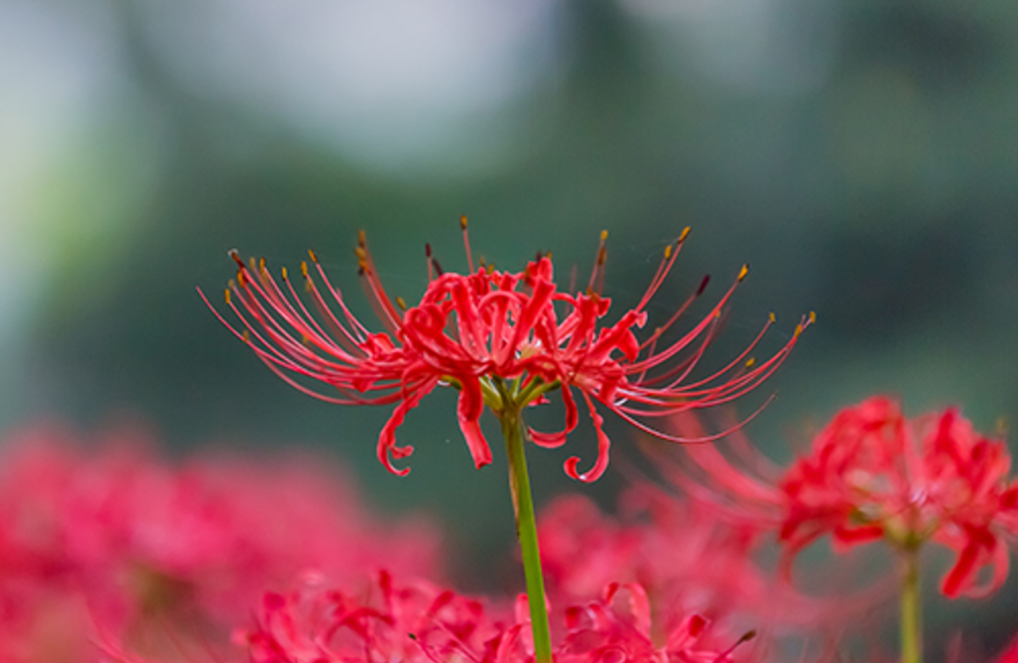 ヒガンバナ 花