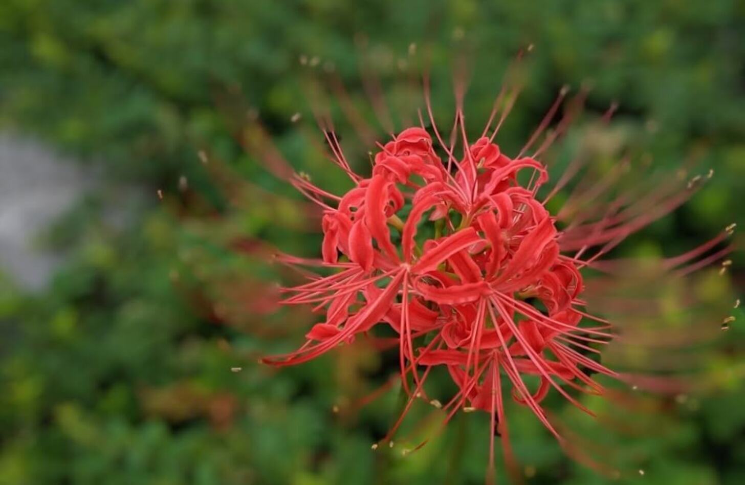 ヒガンバナ 花