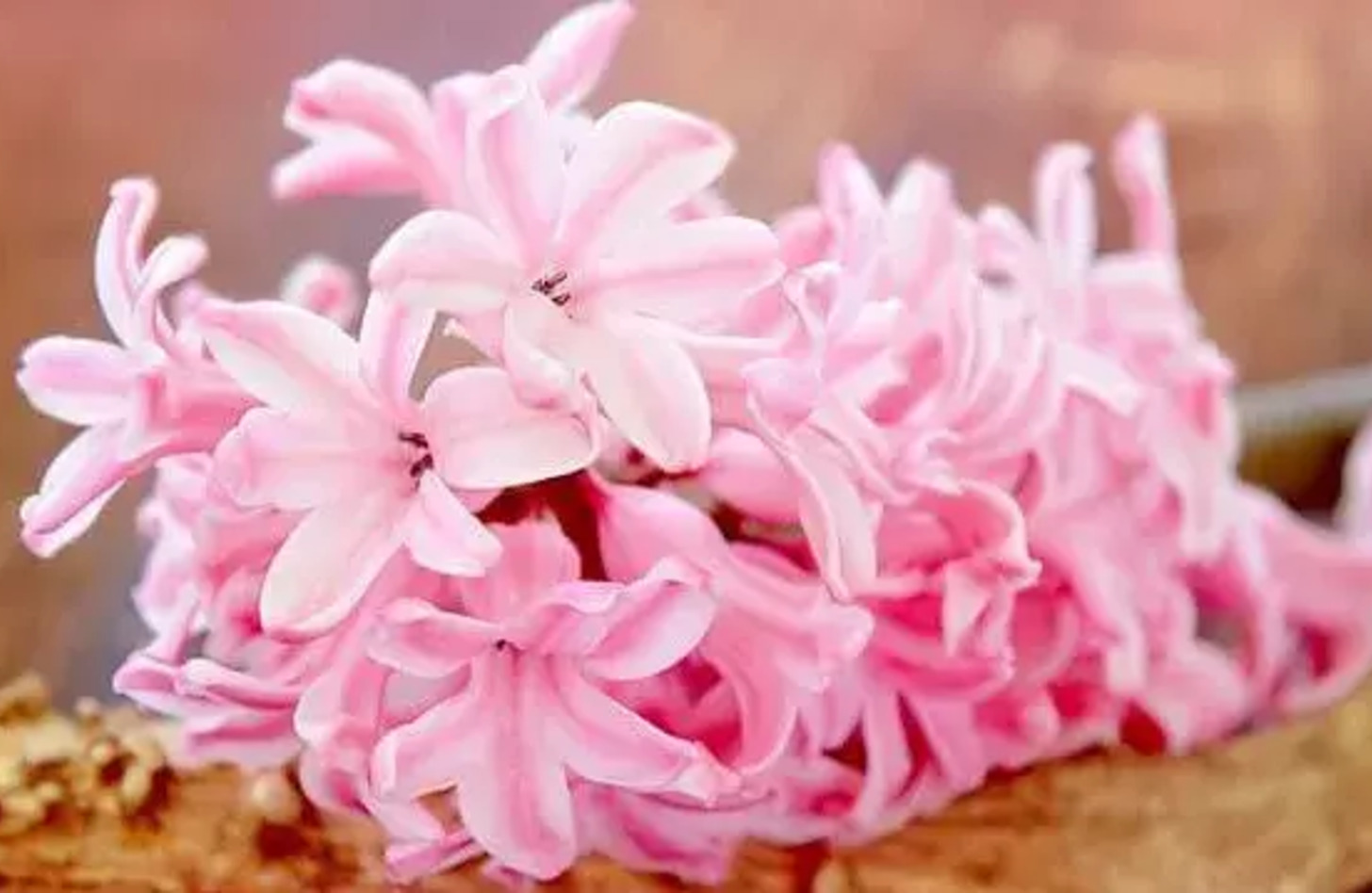 ピンクヒヤシンス 誕生花