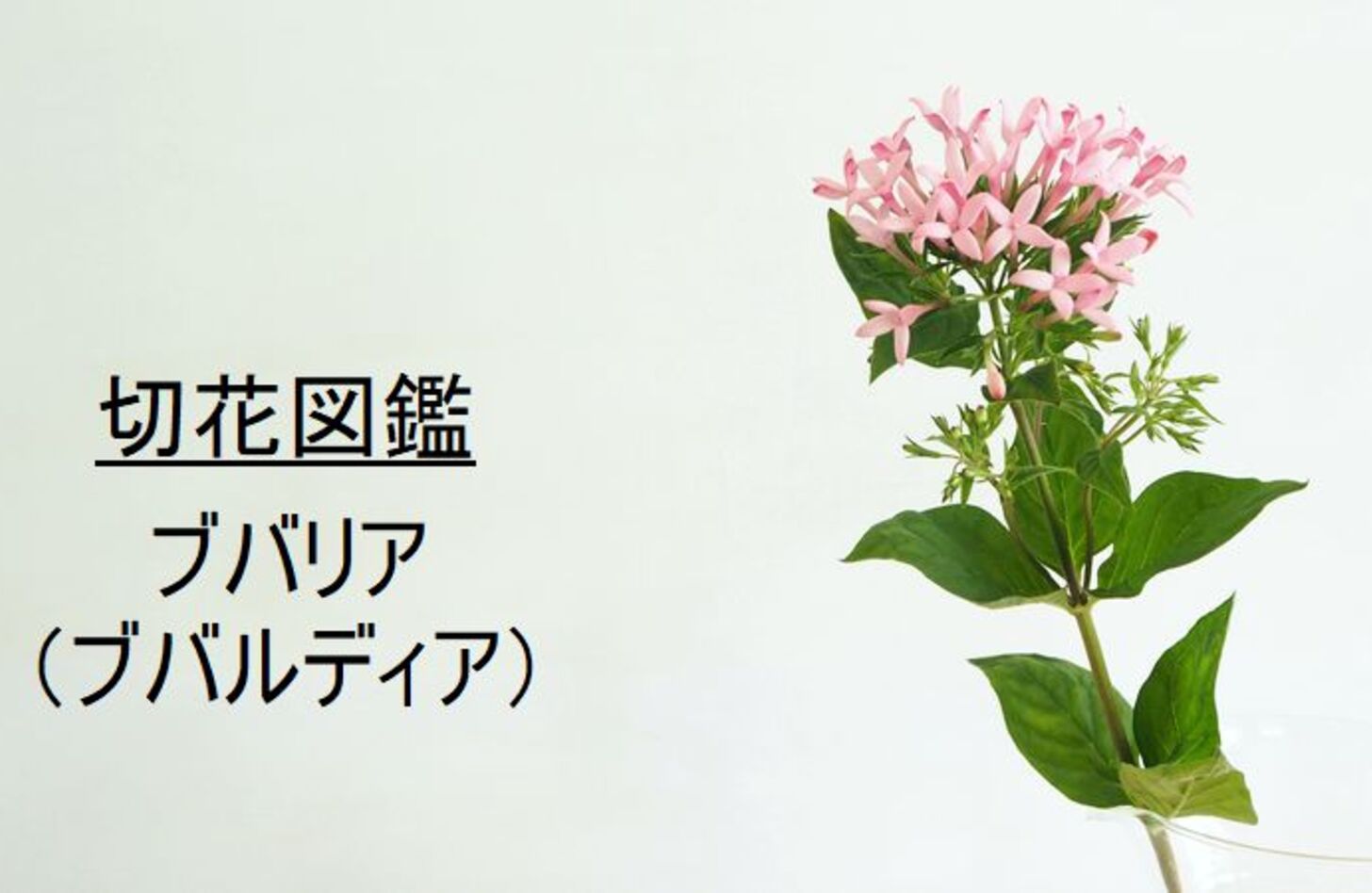 ブバルディア 花