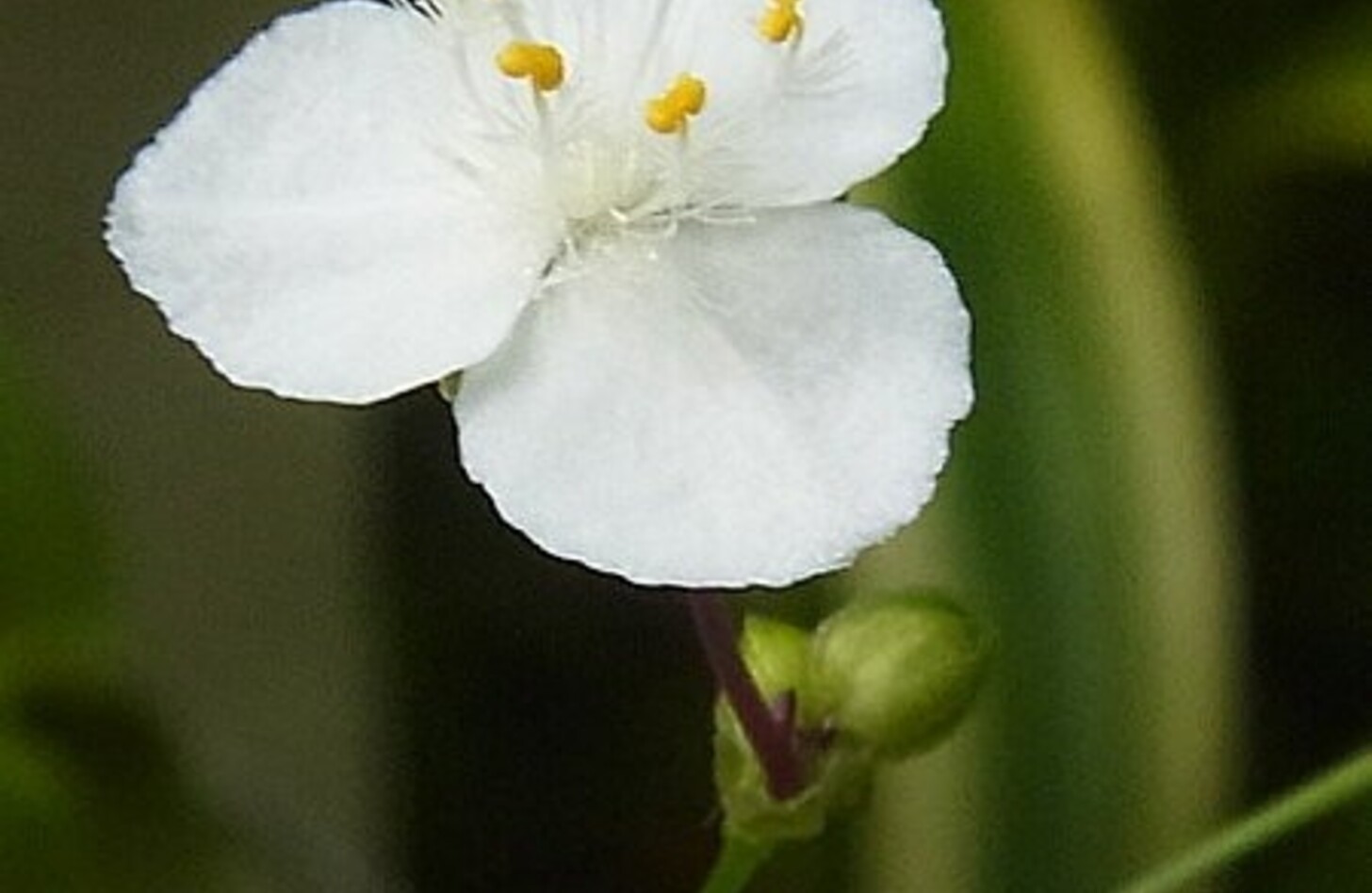 ブライダルベール 誕生花