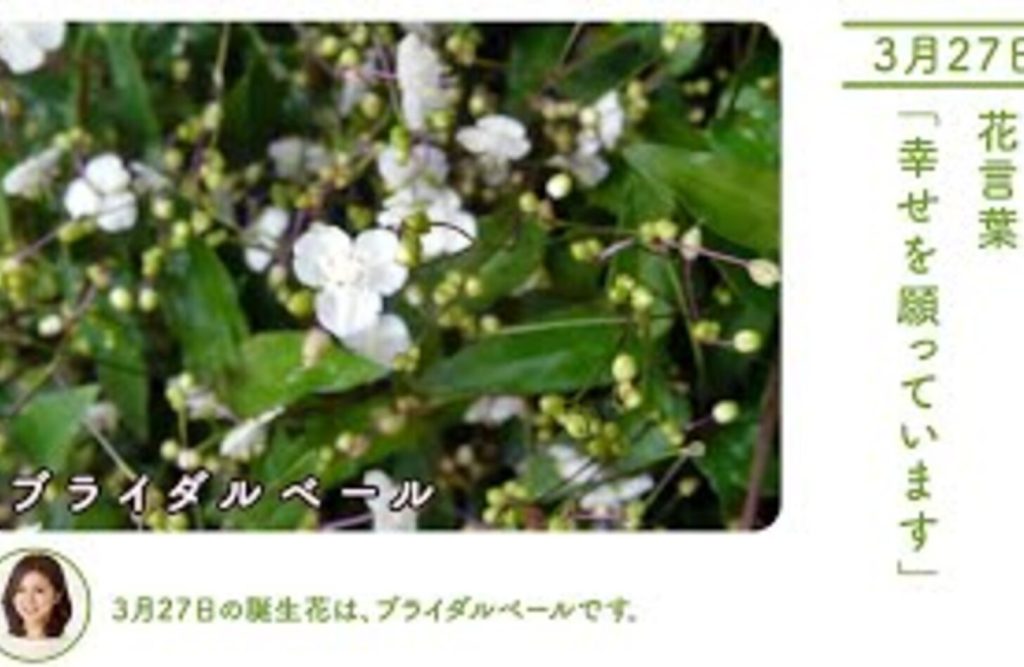 5月19日の誕生花はブライダルベール！花言葉から価格まで紹介します！