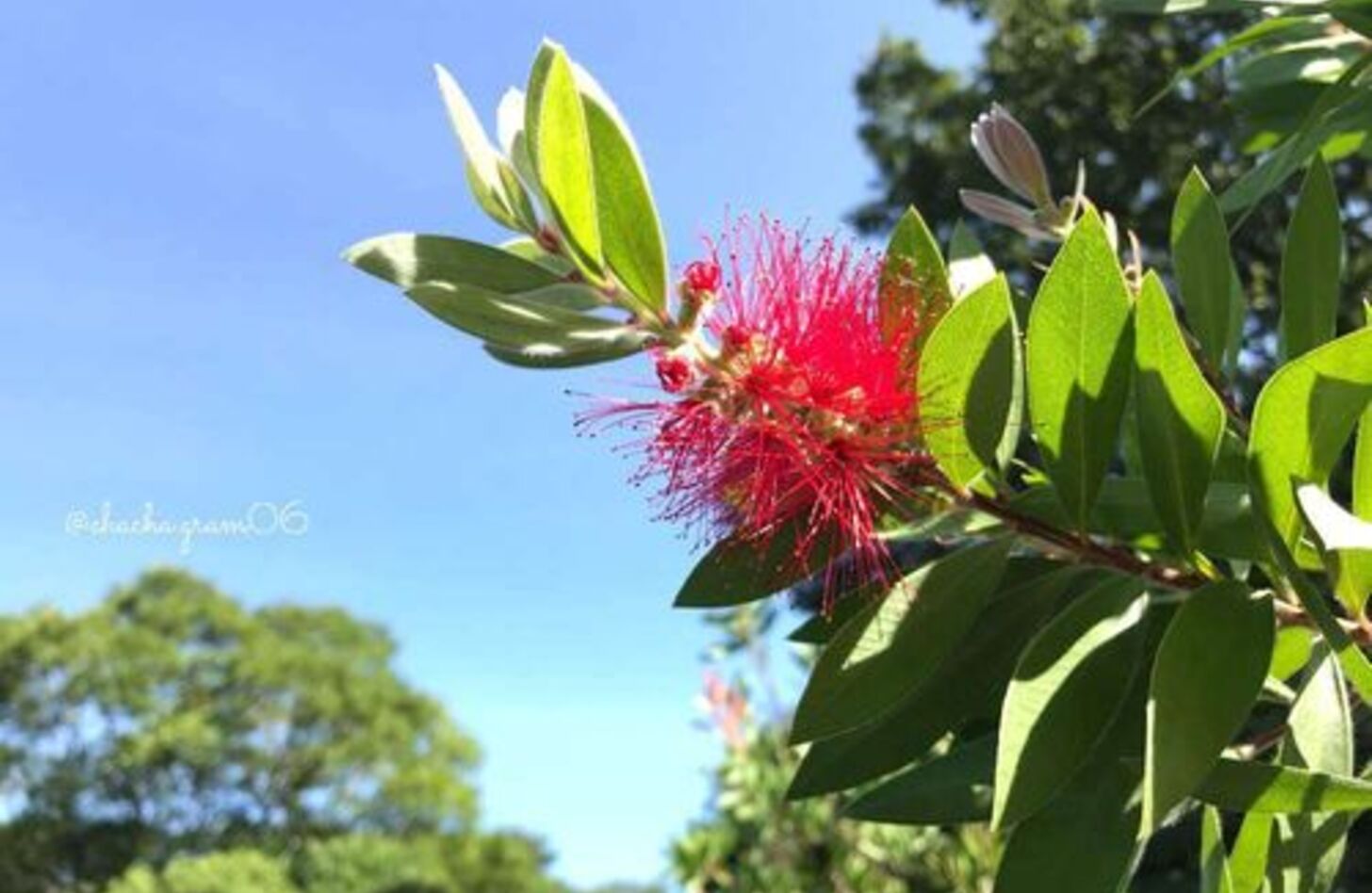 ブラシノキ 花言葉