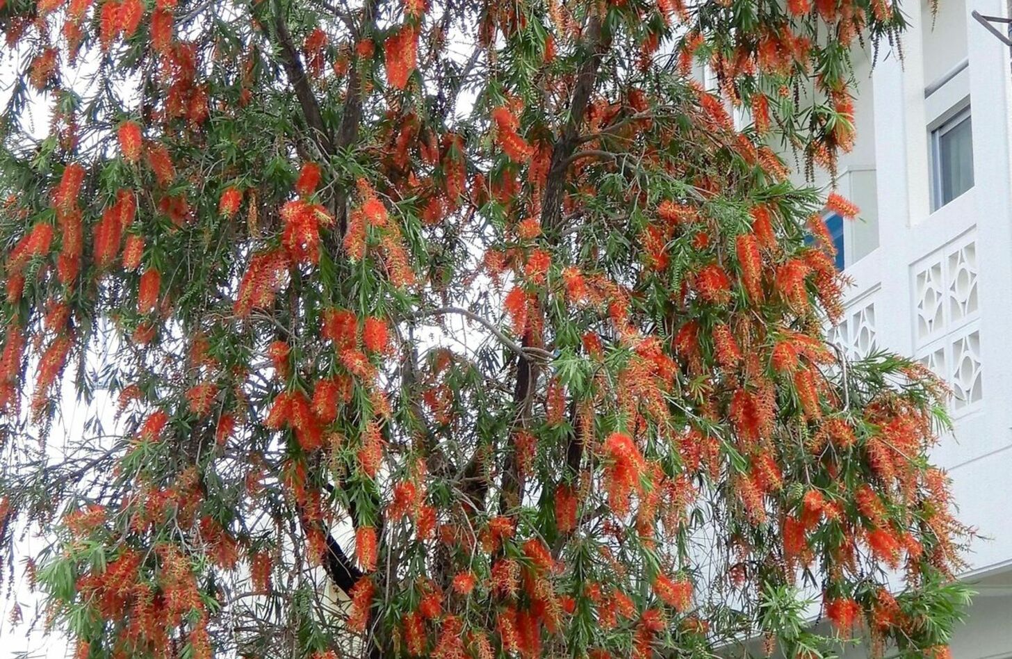 ブラシノキ 花言葉