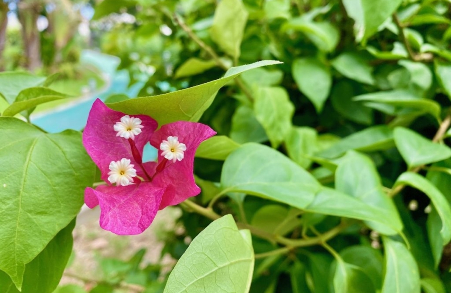 ブーゲンビリア 花