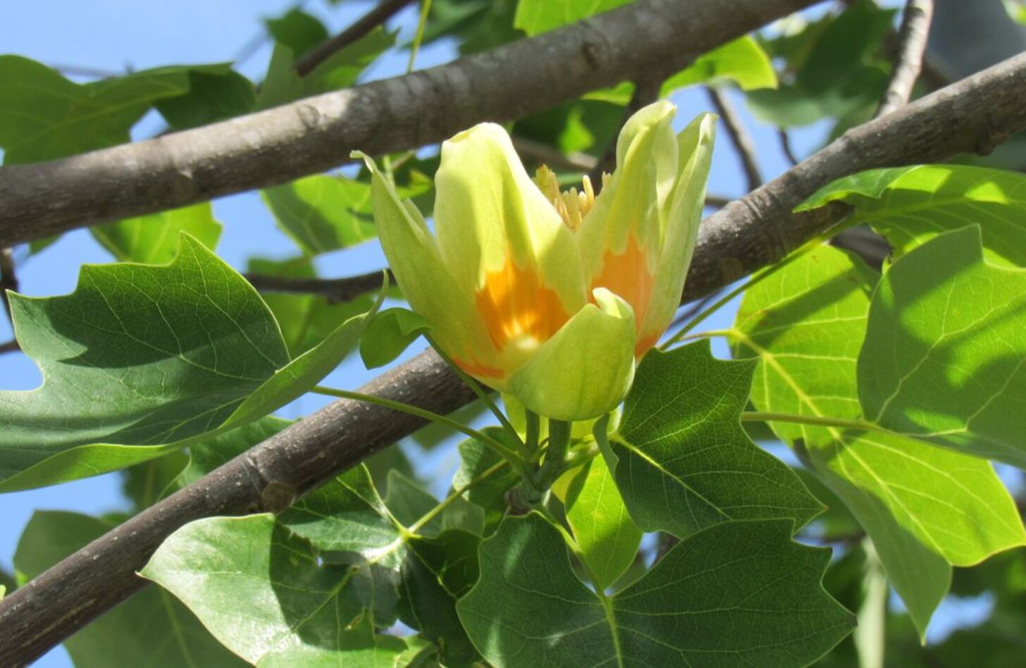 プラタナス 花